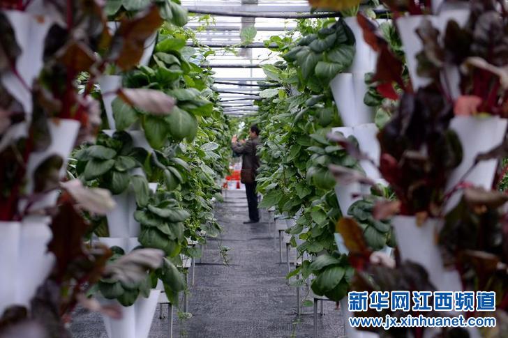 江西乐平打造赣东北最大蔬菜农产品集散地