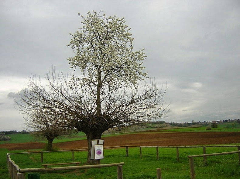 意大利神奇双生树:樱桃树长在桑树顶部