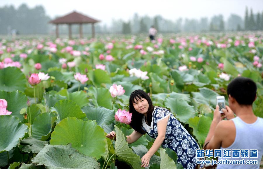 8月7日,游客在莲花县琴亭镇荷花博览园拍照
