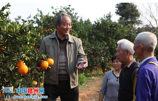 橙乡演绎绿色崛起 从信丰管窥赣南脐橙产业发
