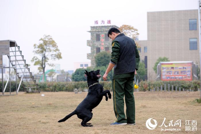 本网后续:铁打的营盘流水的兵 搜救犬黑豹迎