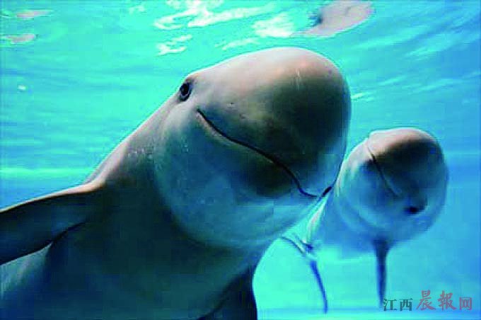江西多举措保护长江江豚 鄱阳湖发现新的江豚