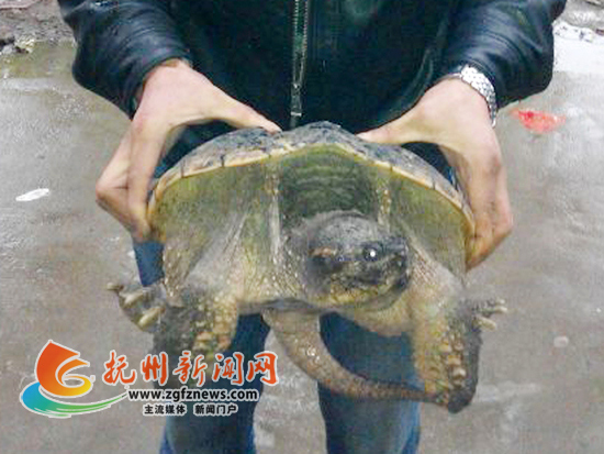 世界上最大的鳄龟多少斤 LOCAL201504081722000135494596762.jpg