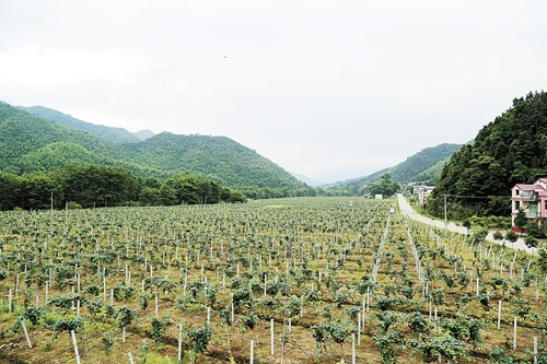 武宁县农业产业化助力绿色经济加速快跑