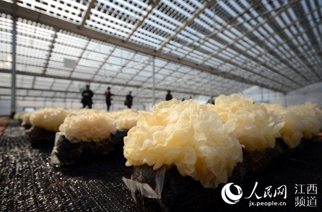 乐平――江西最大的无公害蔬菜生产基地和重点产棉区
