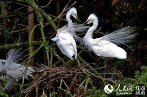 生态优美“引鹭筑巢” 南昌象山森林公园迎来鹭鸟繁衍季