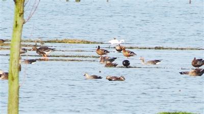 冬候鸟先锋来鄱阳湖了! 连续三年于同一天抵达