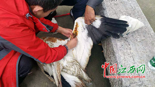 九江市救助一只国家一级保护动物白鹤