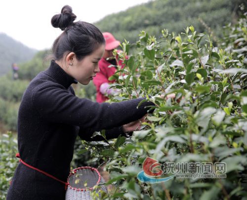 南丰春茶来了