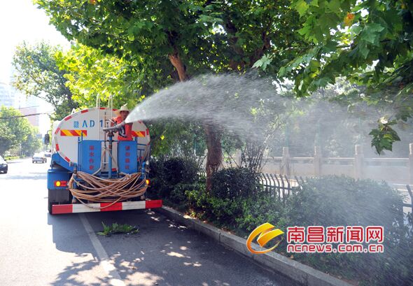 晴热高温 南昌本地行道树每天要喝三次水