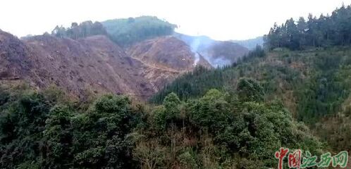 江西永新县一山林大面积被毁追踪:正在调查取