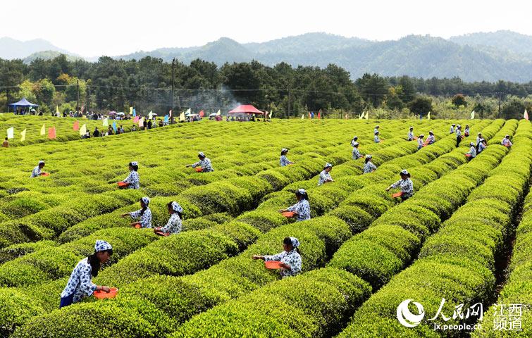德兴市香屯街道村民在千亩生态茶园采摘雨前茶.
