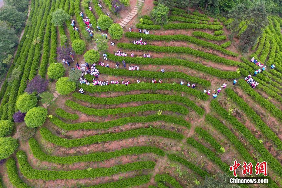 航拍南昌千亩茶园梯田 犹如大地指纹