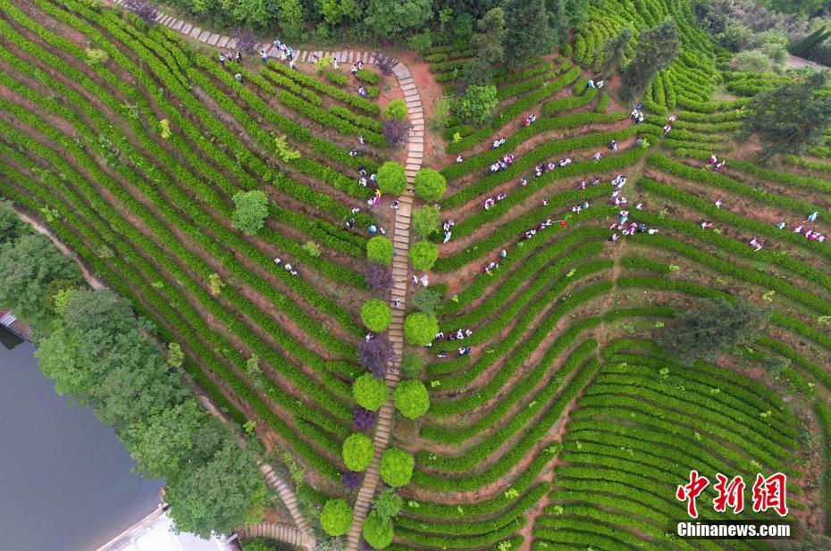 航拍南昌千亩茶园梯田 犹如大地指纹