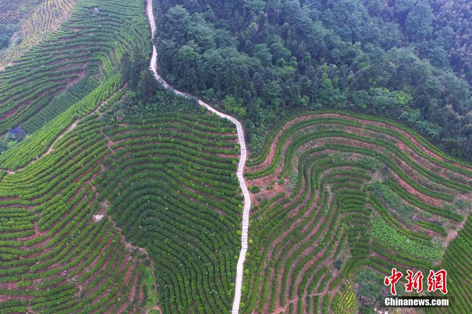 航拍南昌千亩茶园梯田 犹如大地指纹