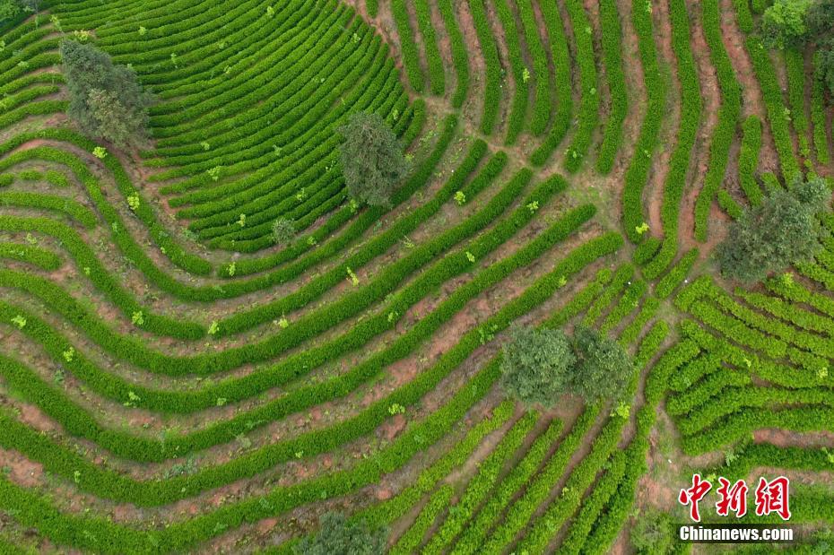 航拍南昌千亩茶园梯田 犹如大地指纹