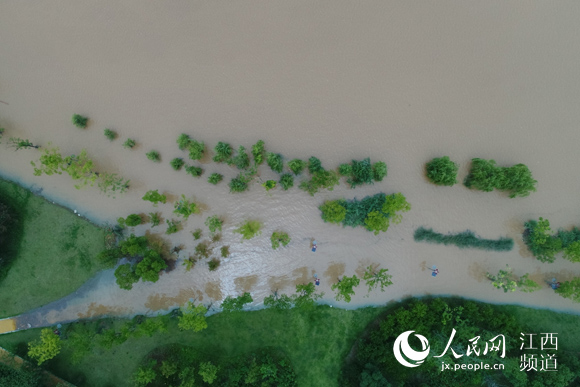 航拍赣江南昌段水位,暴涨的江水将堤岸及景观树淹没。