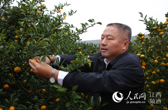 南丰县委书记吴自胜在蜜橘园里采摘蜜桔