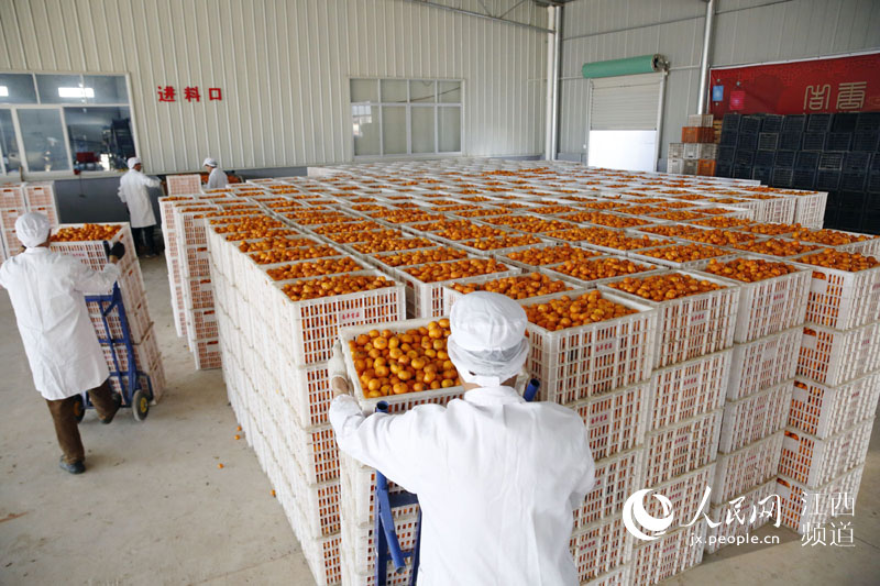 蜜橘榨汁生產線上工作人員正在忙碌。