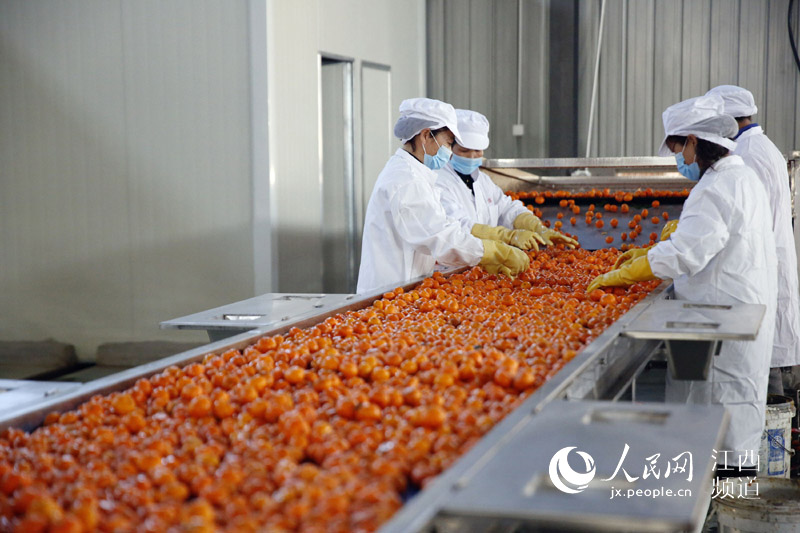 蜜橘榨汁生產線上工作人員正在忙碌。