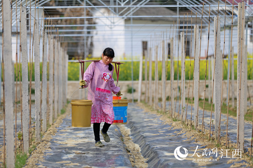 村民正在萬安縣澗田鄉上陳村富硒葡萄基地為新種的果苗澆水。 （邱哲/攝）