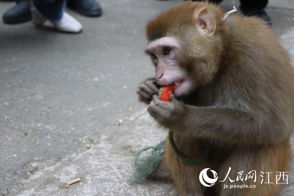 村民用草莓“招待”下山的猴子（洪裕國/攝）