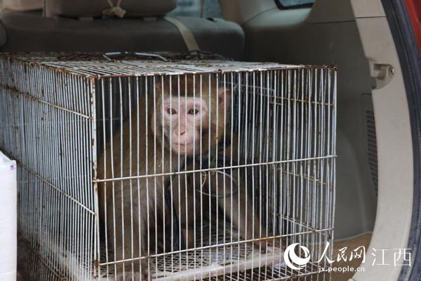 這隻下山的猴子被送往皖南國家野生動物救助中心作進一步體檢和喂養。（洪裕國/攝）