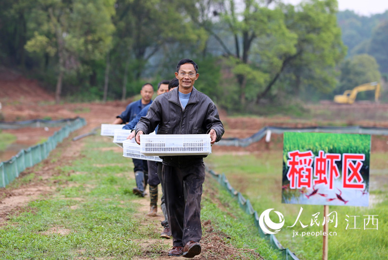 村民正在江西省萬安縣窯頭鎮城江村稻蝦養殖基地投放蝦苗。邱哲攝