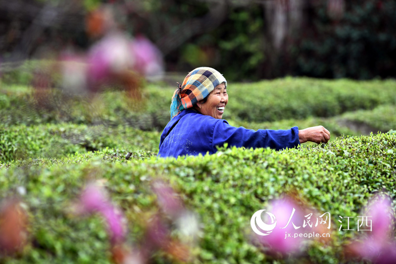 茶農在茶園裡採摘春茶。時雨/攝