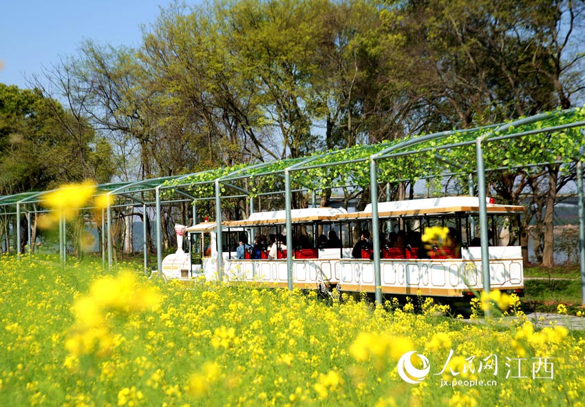 吉水縣墨壇桃花島景區，行走在春天裡的小火車。（廖敏/攝）