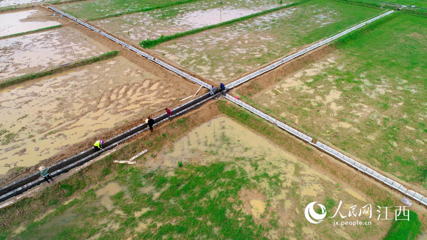 航拍鏡頭，施工人員在萬載縣鵝峰鄉多江村田間加快修建灌溉水渠。（鄧龍華/攝）