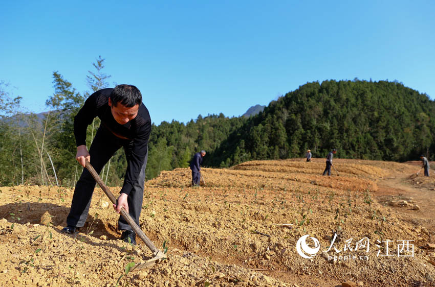 嶺下村今年補種了油茶苗6900株，新種茶葉苗10萬株。張學東 攝