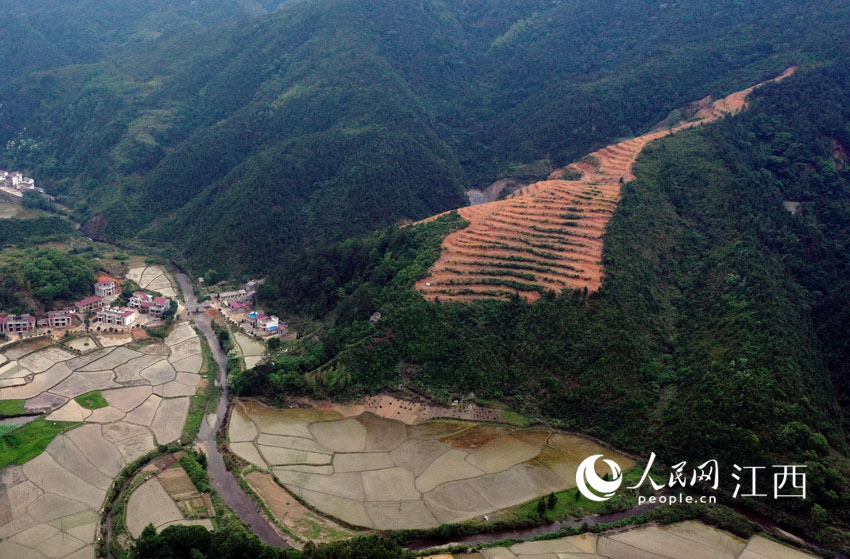 空中俯瞰南鐵援建嶺下村的110畝油茶林。黃旸 攝