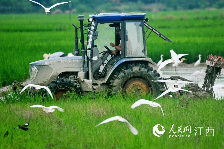 鄱陽縣樂豐鎮茨山村，成百上千的白鷺鳥正在田間地頭棲息覓食。卓忠偉 攝