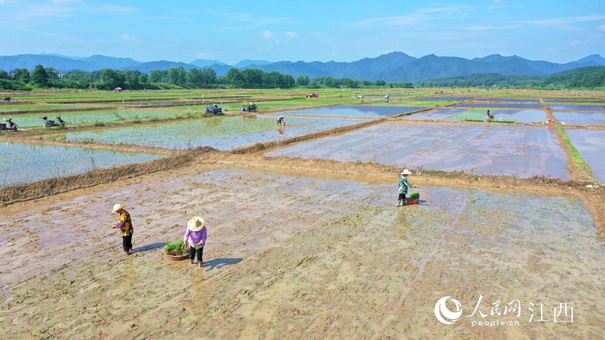 村民正抓緊晴好天氣耕地、施肥、栽種中稻。廖敏 攝 