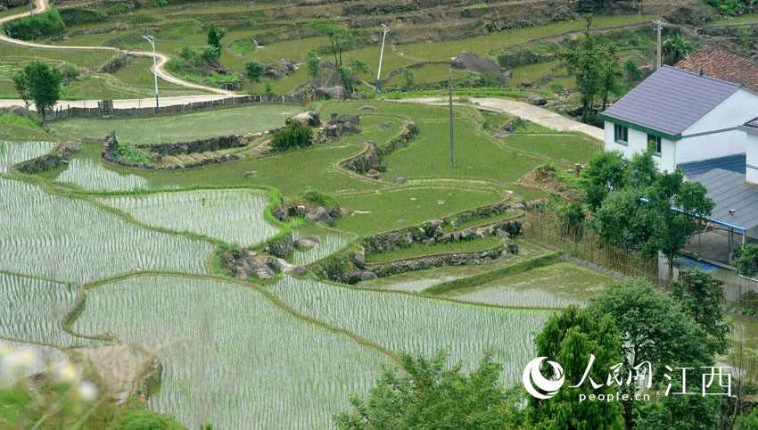 橫峰縣葛源鎮崇山頭村村民正在播插水稻。（卓忠偉 攝）