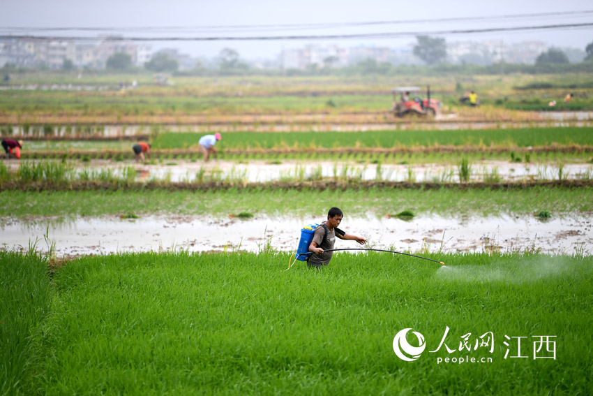 余干縣古埠鎮蔣家村，一位村民正在地裡打農藥治虫。（人民網 時雨/攝）