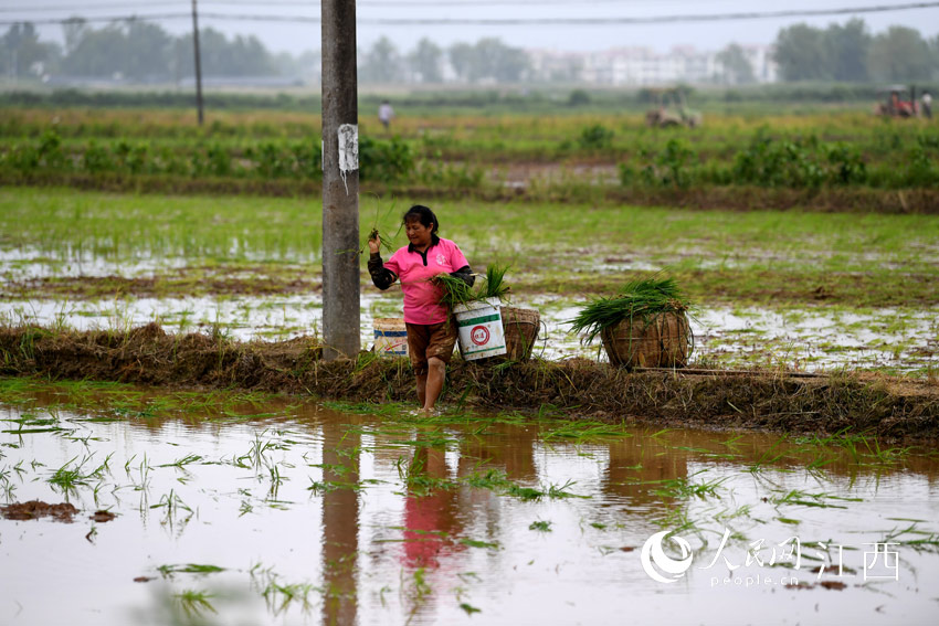 洪水退去，余干縣古埠鎮蔣家村村民正在抓緊時間栽種晚稻秧。（人民網 時雨/攝）