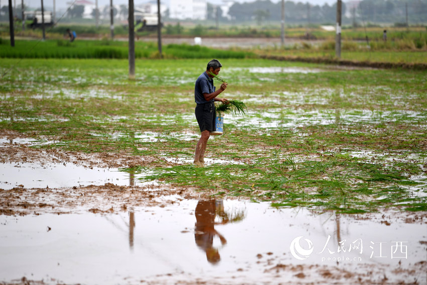 洪水退去，余干縣古埠鎮蔣家村村民正在抓緊時間栽種晚稻秧。（人民網 時雨/攝）