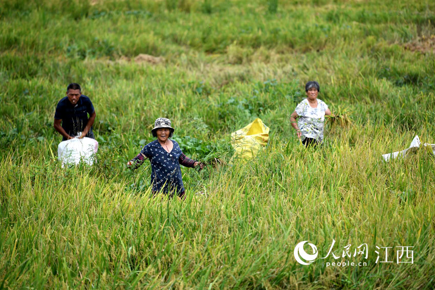 洪水退去，蔣家村村民正在割受到水害的稻谷，這些稻谷隻能拿去喂雞和豬。（人民網 時雨/攝）