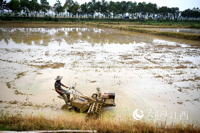 蔣家村村民正駕駛著耕機翻地，准備栽種晚稻。（人民網 時雨/攝）