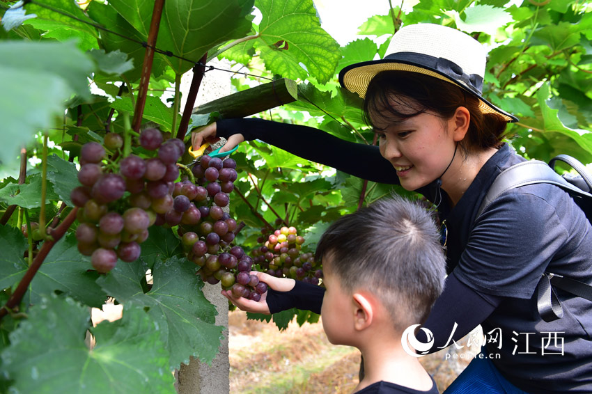 趁着休息日，人们在葡萄园采摘葡萄，体验采摘乐趣。（熊明琥/摄）