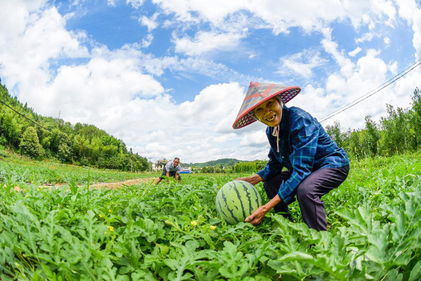 農戶正在採收果蔬。