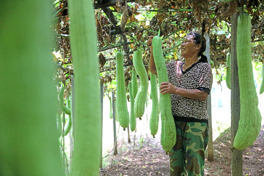 當地農民在採收成熟的絲瓜絡。
