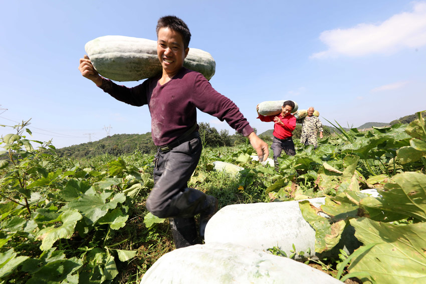 10月10日，在江西省撫州市東鄉區圩上橋鎮后溪村扶貧冬瓜種植基地，當地農民正在採收冬瓜。