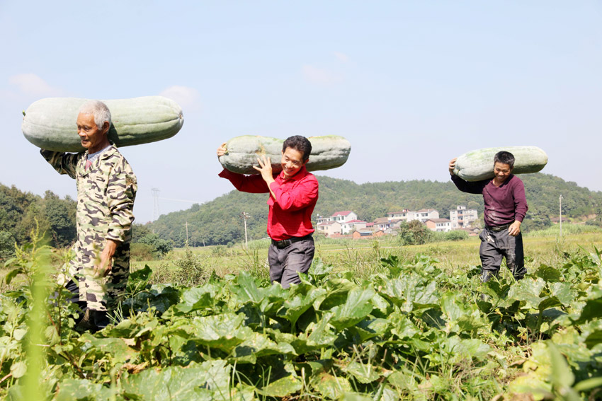 10月10日，在江西省撫州市東鄉區圩上橋鎮后溪村扶貧冬瓜種植基地，當地農民正在採收冬瓜。