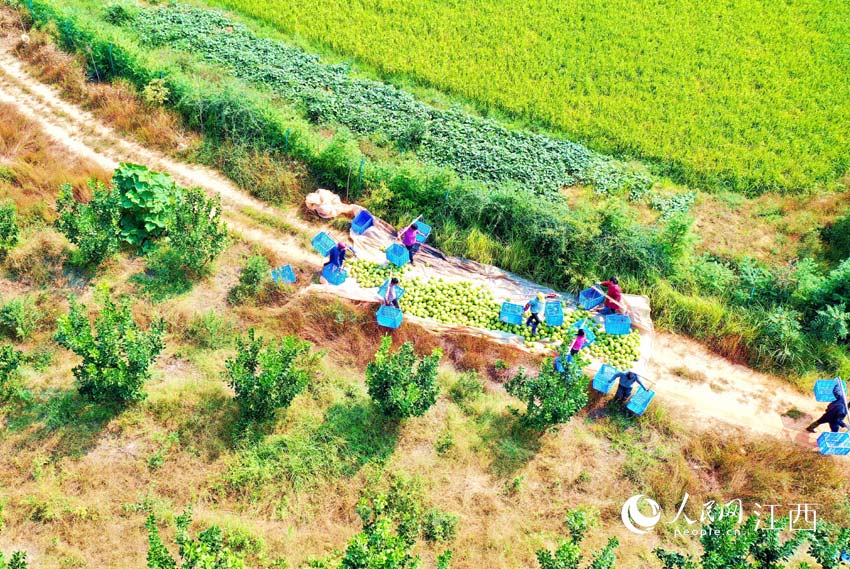 柚農們正在採摘井岡蜜柚（廖敏/攝）