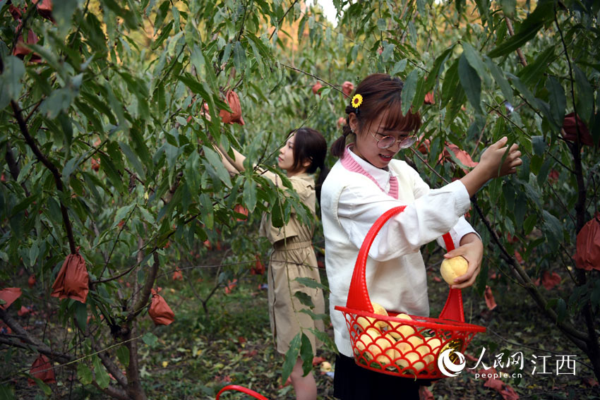 冬桃成熟了，游客們在果園裡採摘冬桃。（鐘磊/攝）