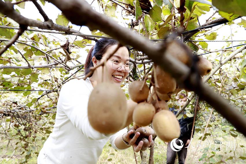游客採摘獼猴桃，體驗採摘的樂趣。（章英全/攝）