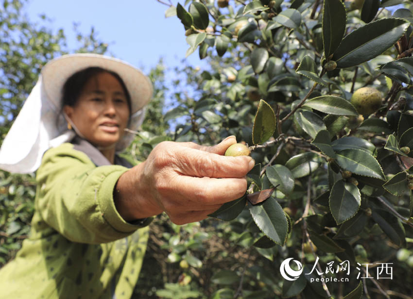 吉州區曲瀨鎮社坪村，農民正在採摘油茶。（胡永菲/攝）